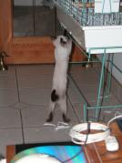 kittens - 071007 43